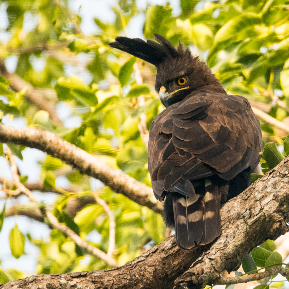 Aigle Huppard adulte (Long-crested Eagle, Lophaetus Occipitalis) perché sur un grand Caïlcedrat , Réserve de Fathala, Sénégal.